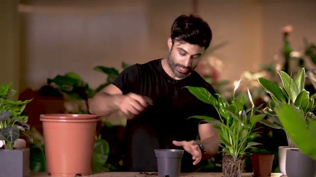 Step 4: Add Base Soil and Position the Plant