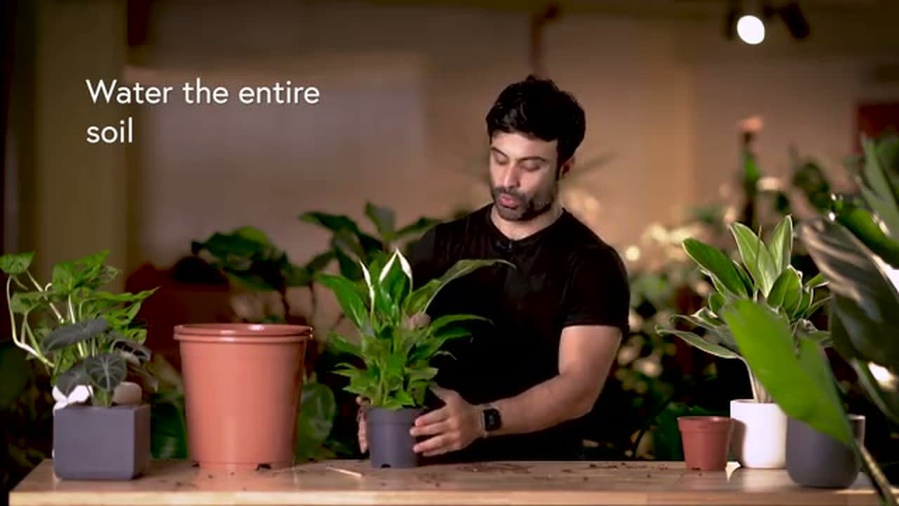 The finished result: How to Repot a Plant - 7 Steps for Healthy Roots