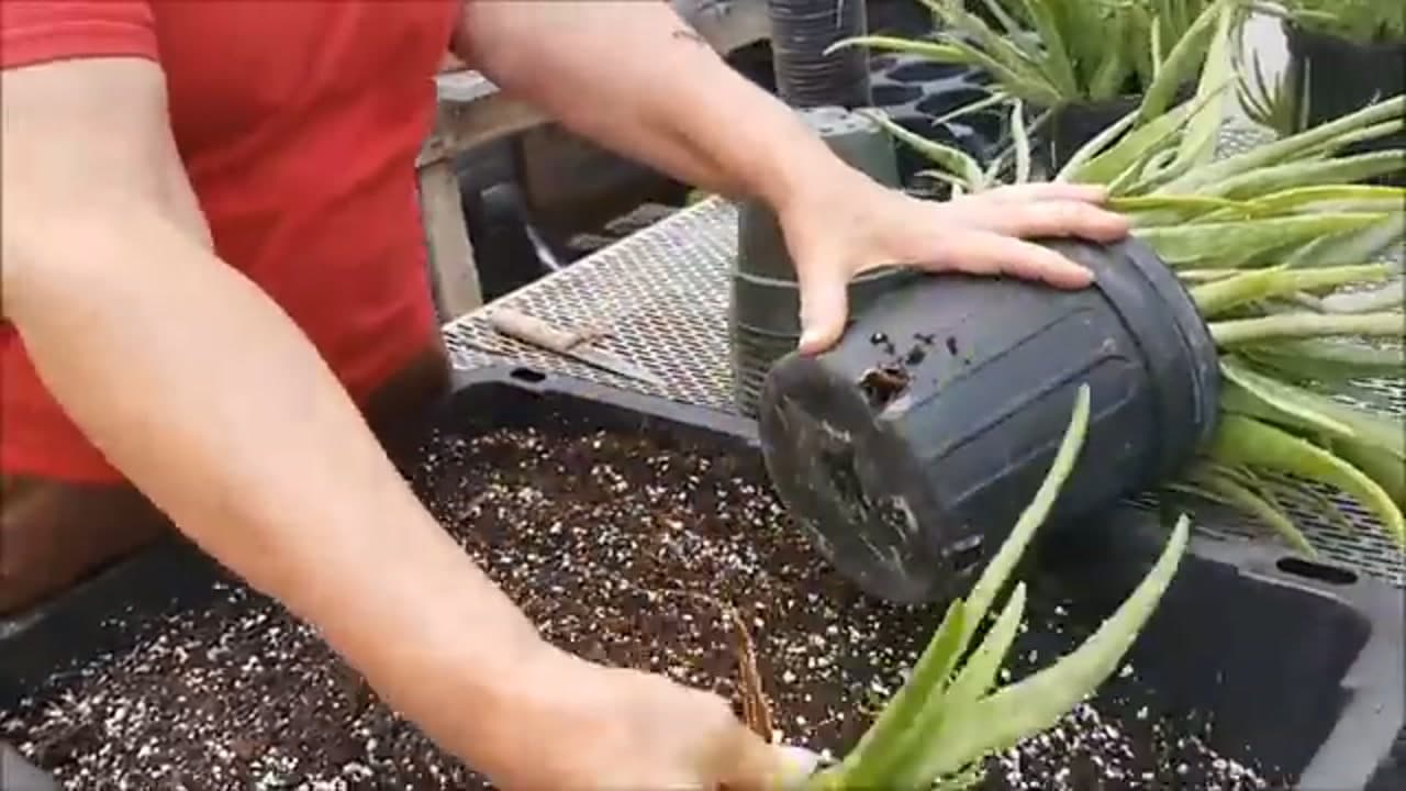 Step 2: Step 2: Unpot the Whole Plant
