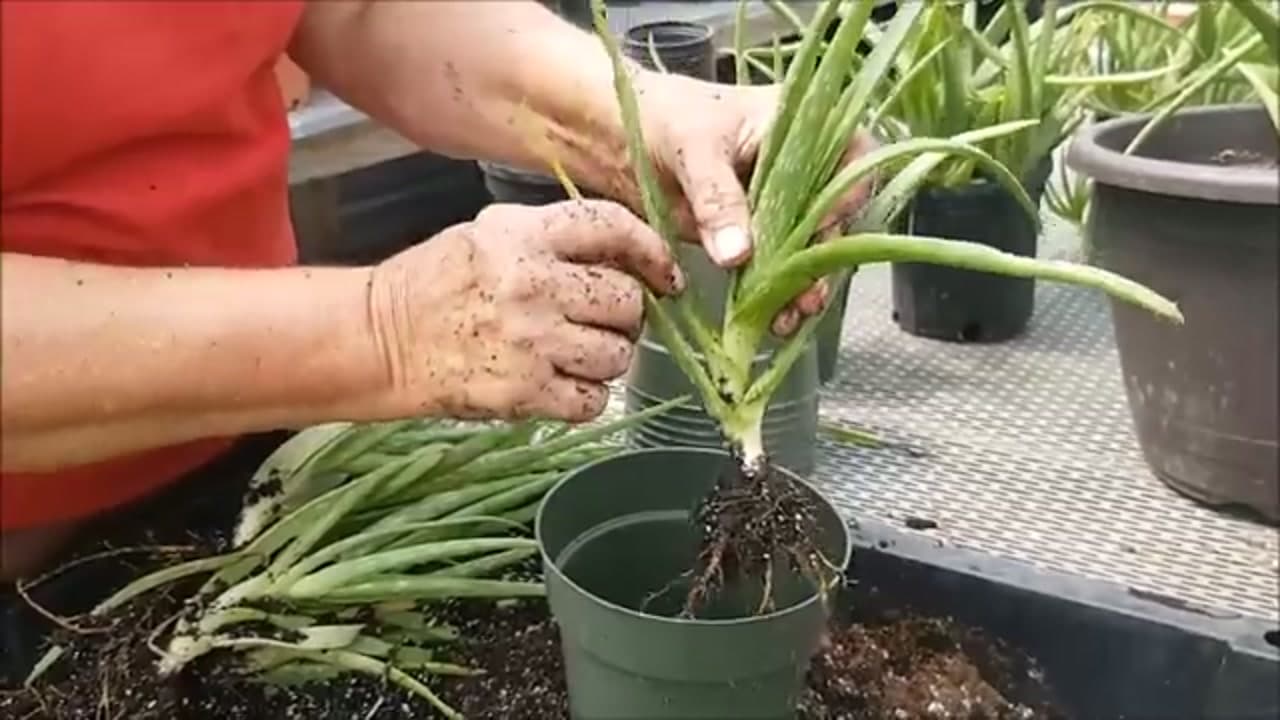 Step 5: Step 5: Pot Each Pup in Cactus Mix