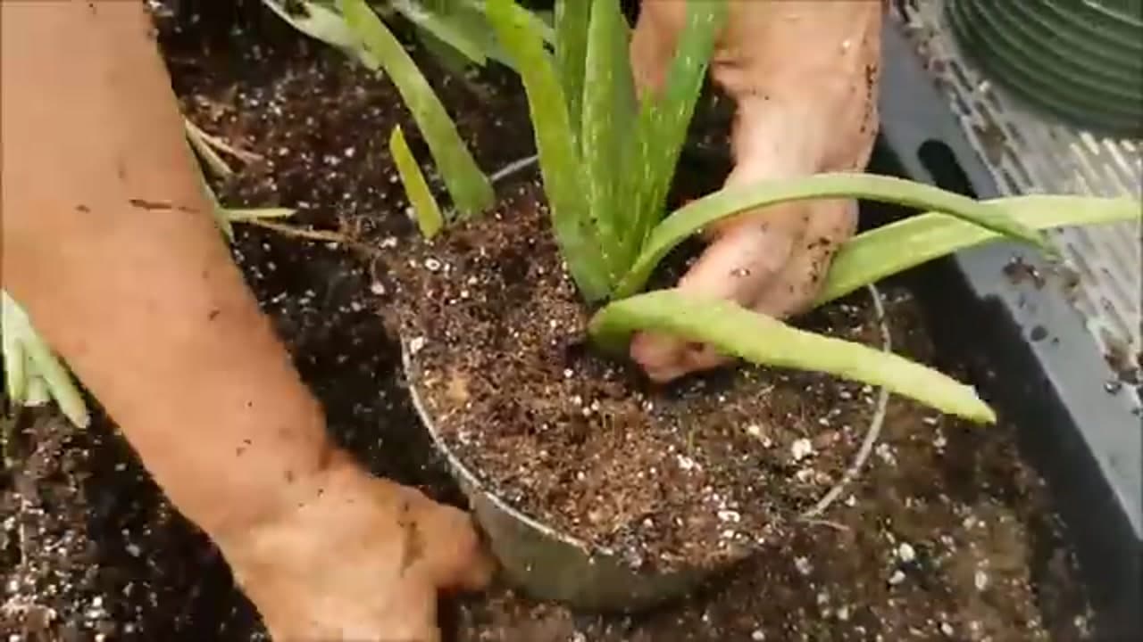Step 6: Step 6: Fill In and Firm the Soil
