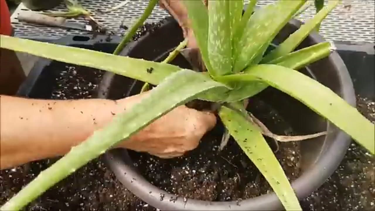 Step 7: Step 7: Repot the Mother