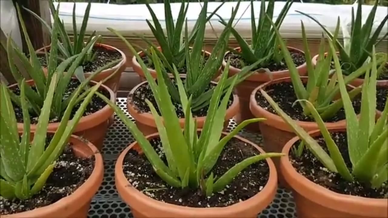 Step 8: Step 8: Settle Them In and Grow On
