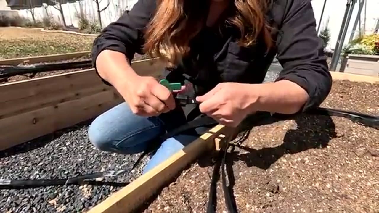 Step 6: Connect the Drip Lines to the Mainline
