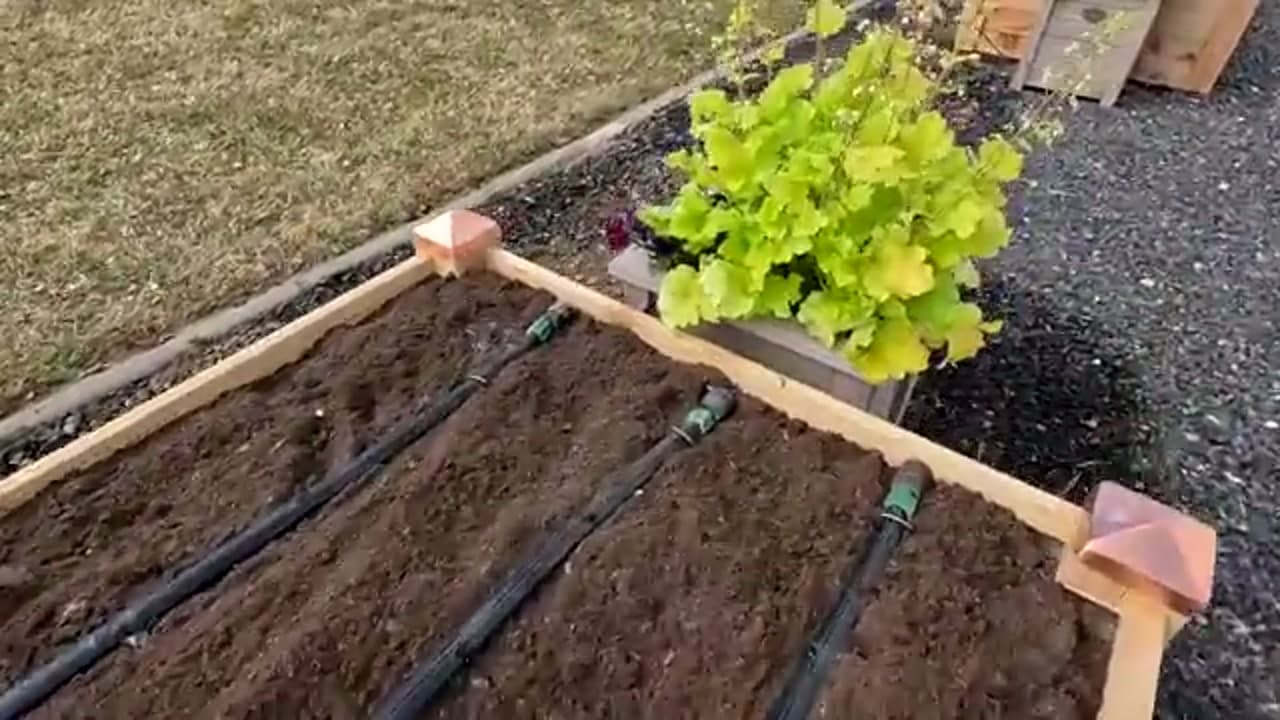 The finished result: How to Install a Drip Irrigation System
