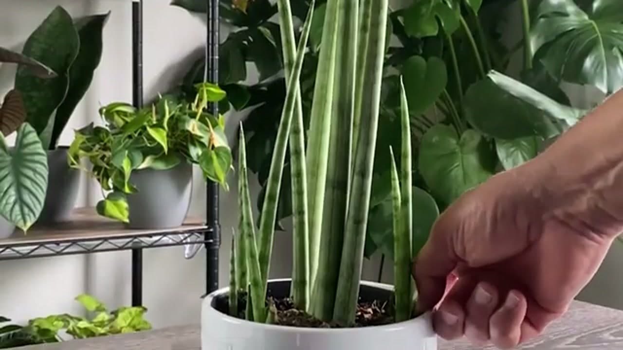 Step 1: Step 1: Pick a Healthy Snake Plant