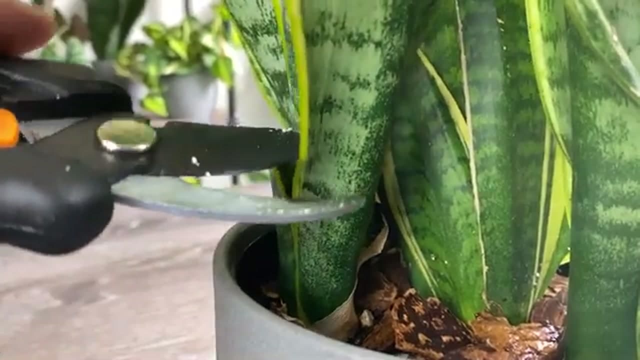 Step 2: Step 2: Cut a Healthy Leaf at the Base