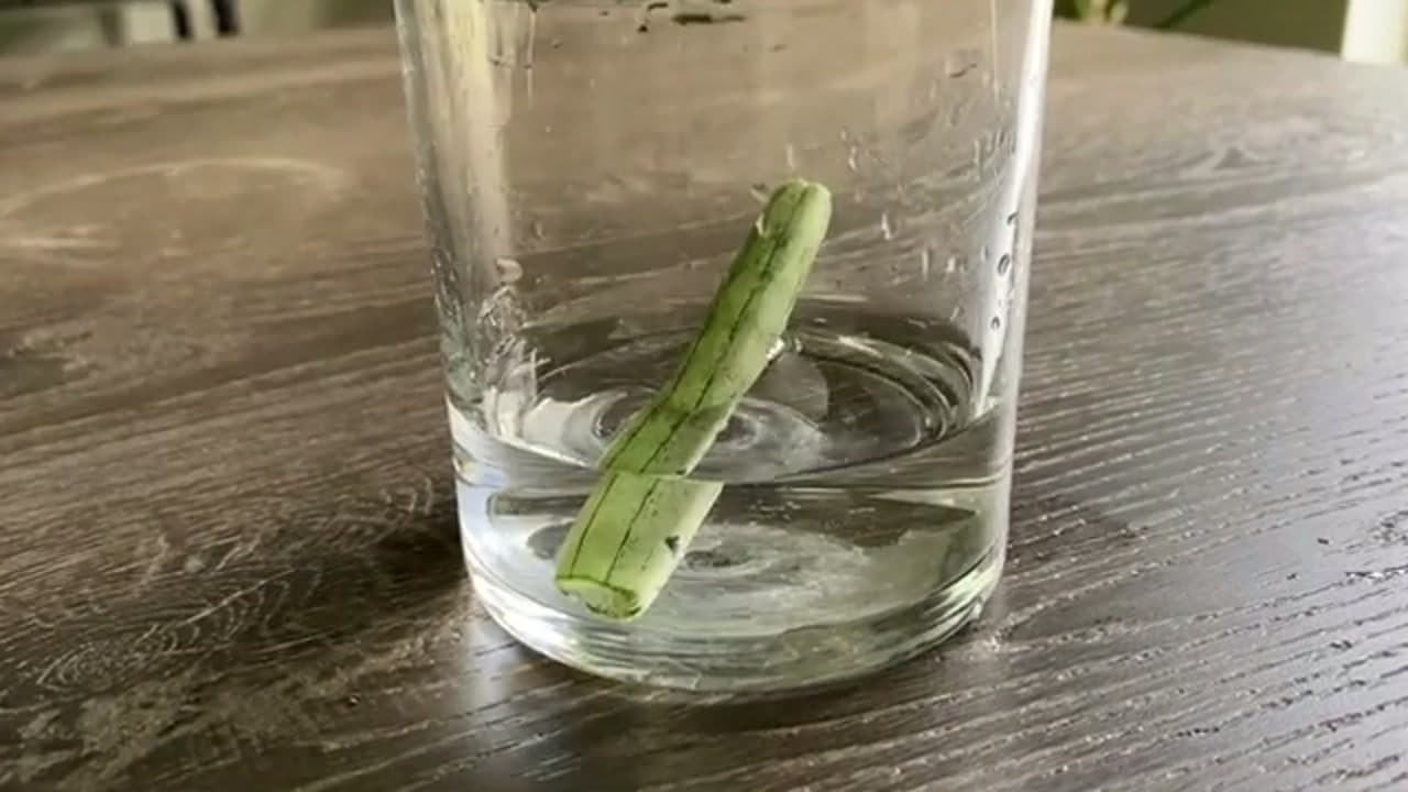 Step 4: Step 4: Root the Segments in Water