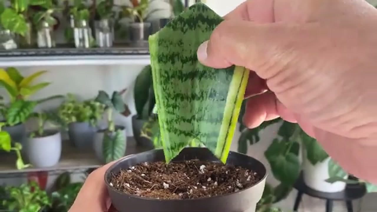 Step 5: Step 5: Try Soil Propagation Instead