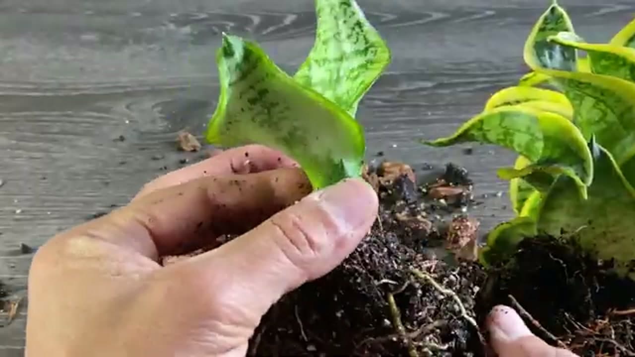Step 6: Step 6: Divide the Plant for Faster Results
