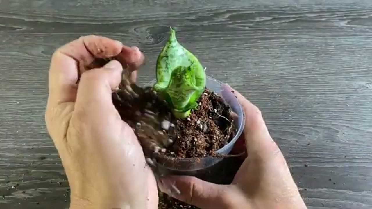 Step 7: Step 7: Pot Up Your New Plant