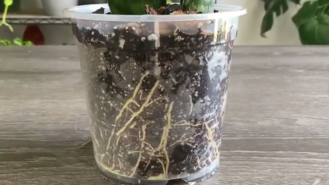 The finished result: How to Propagate a Snake Plant (3 Easy Methods)