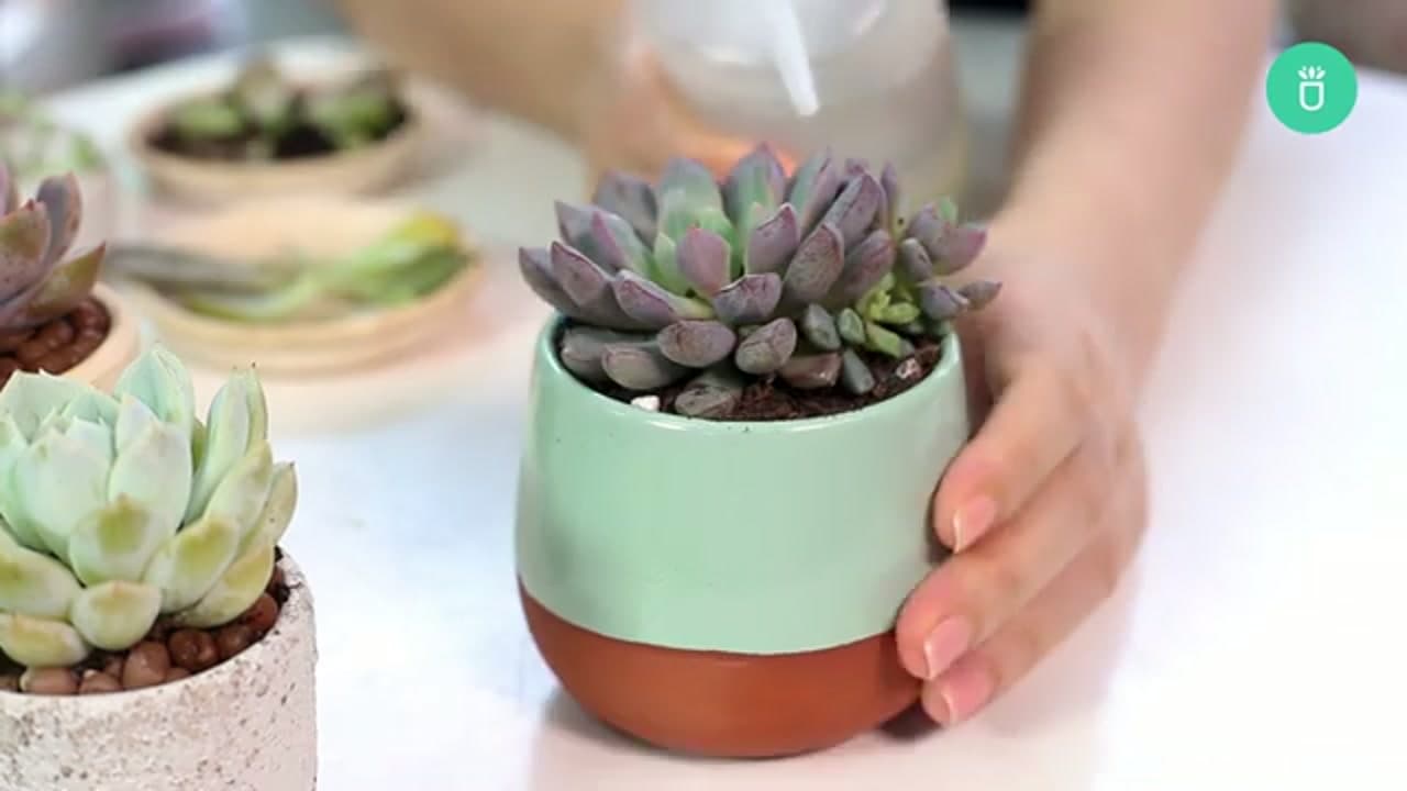Step 1: Step 1: Water the Parent Plant