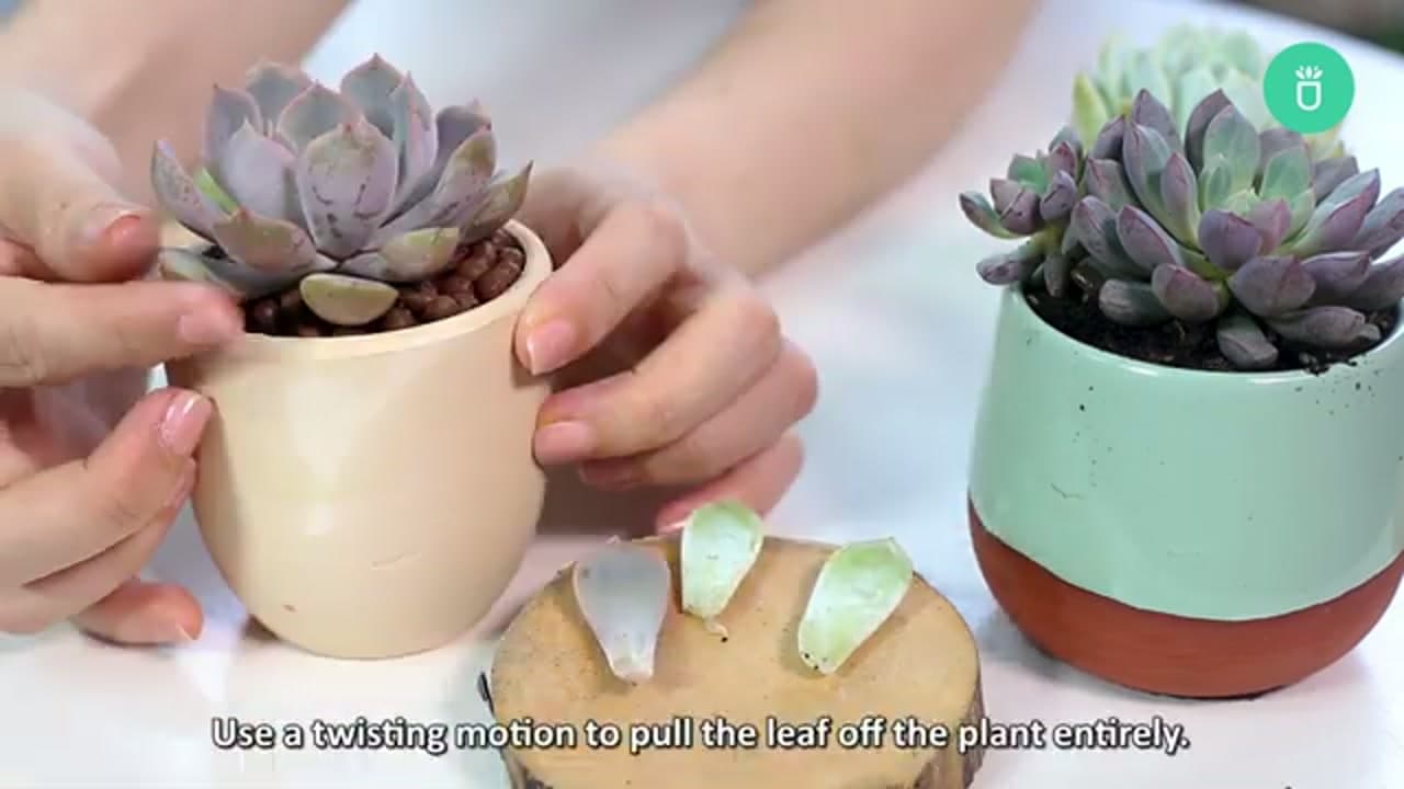 Step 2: Step 2: Take Your Leaf Cuttings