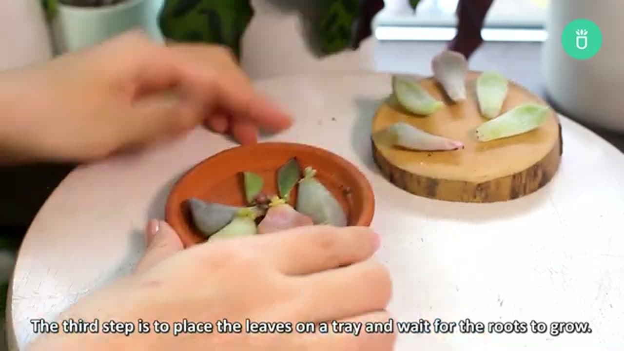 Step 3: Step 3: Lay the Leaves Out to Callus