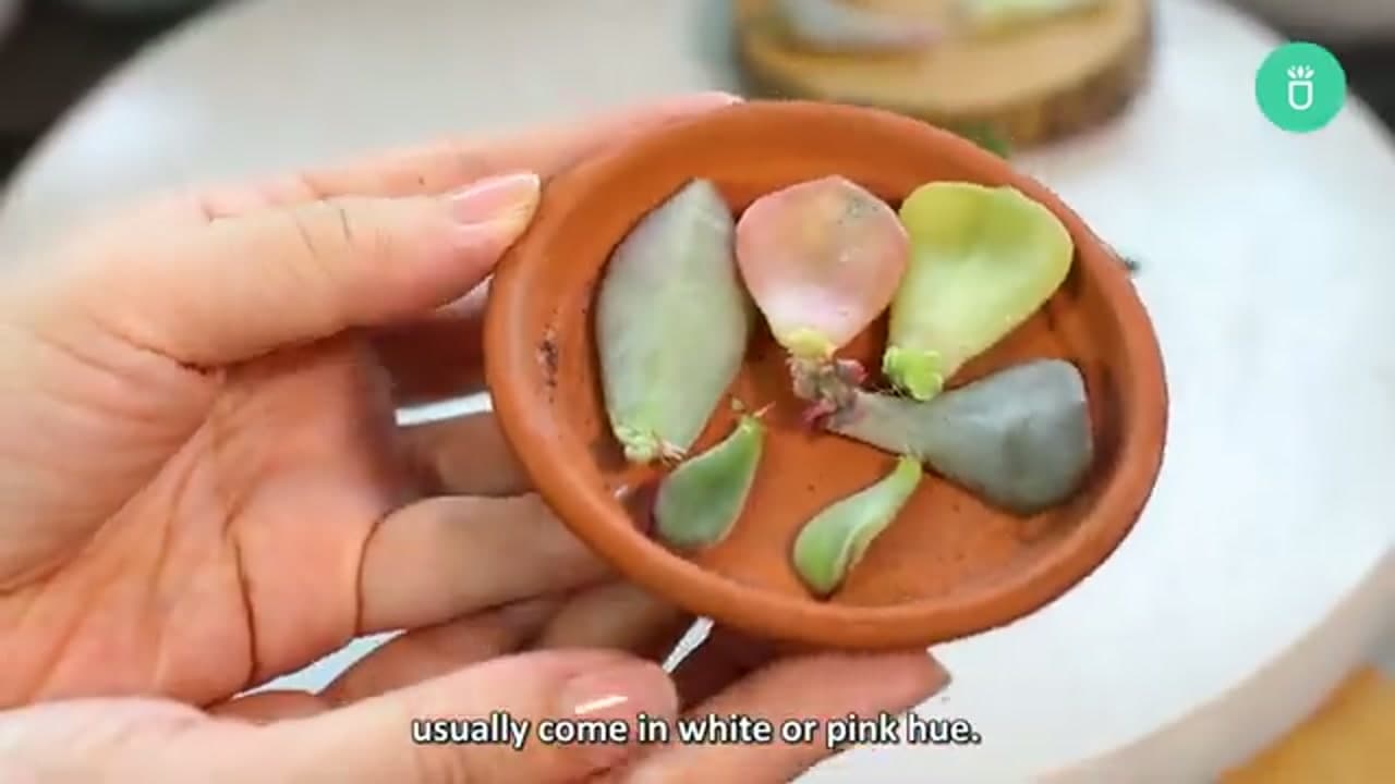 Step 4: Step 4: Watch for Roots and Pups