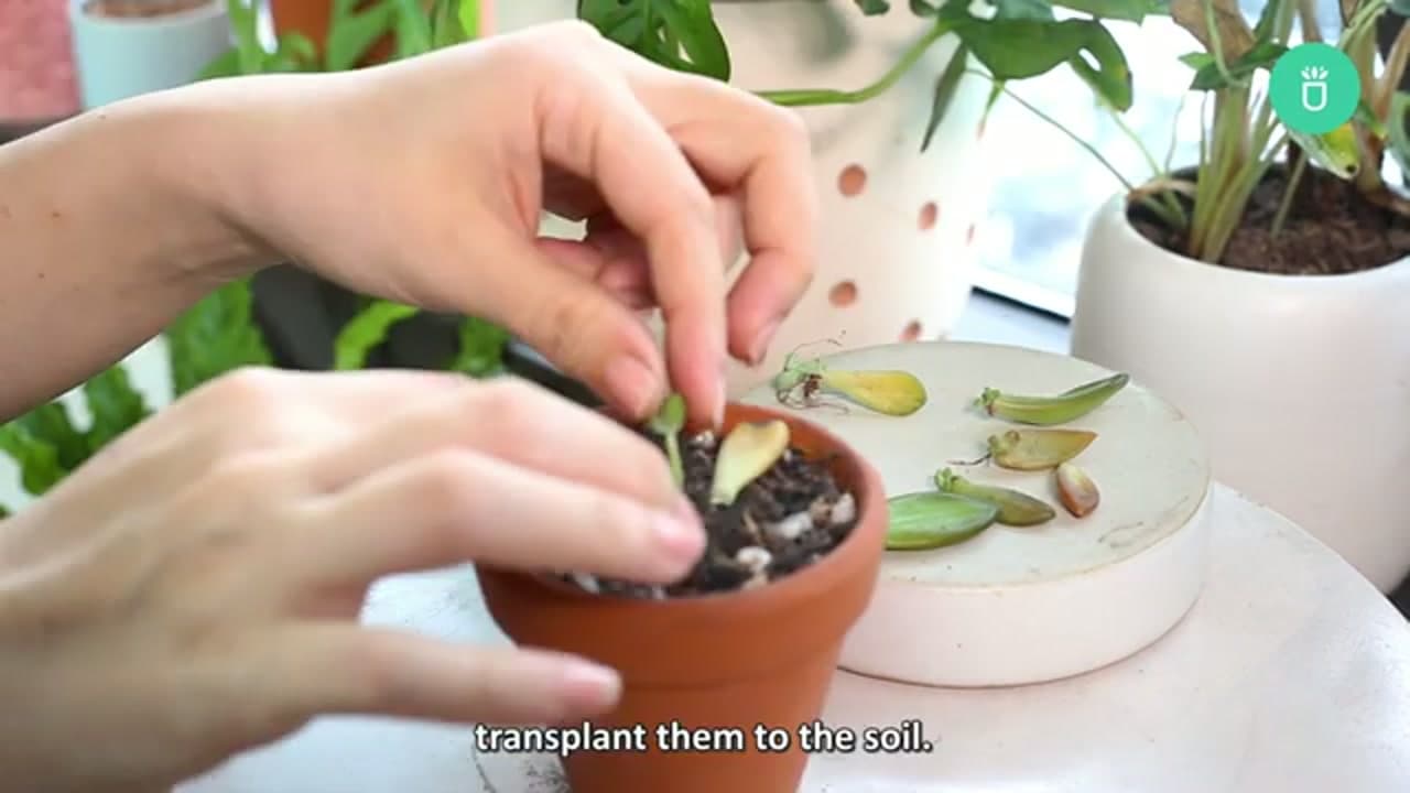 Step 5: Step 5: Pot Up the Rooted Leaves