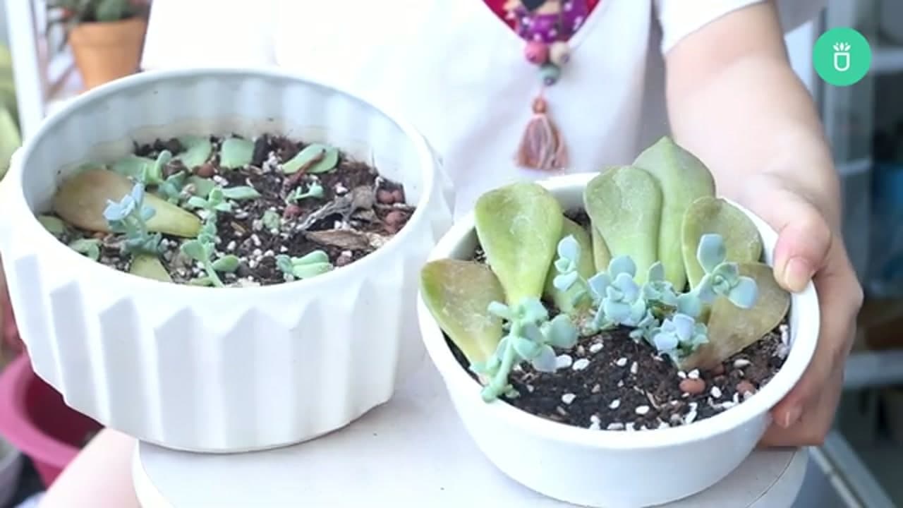 The finished result: How to Propagate Succulents (Dry Propagation Method)