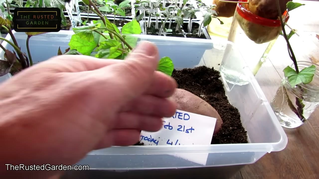 Step 3: Step 3: Keep It Warm, Bright, and Moist