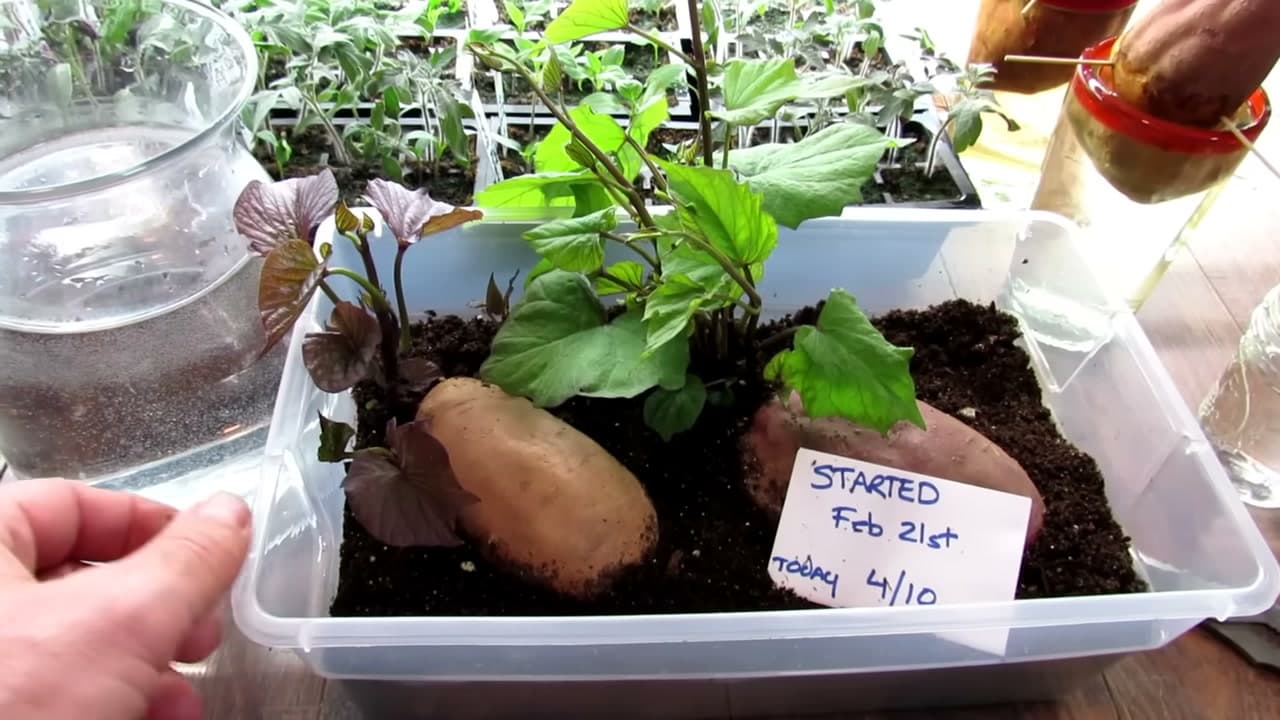 Step 4: Step 4: Let the Slips Sprout