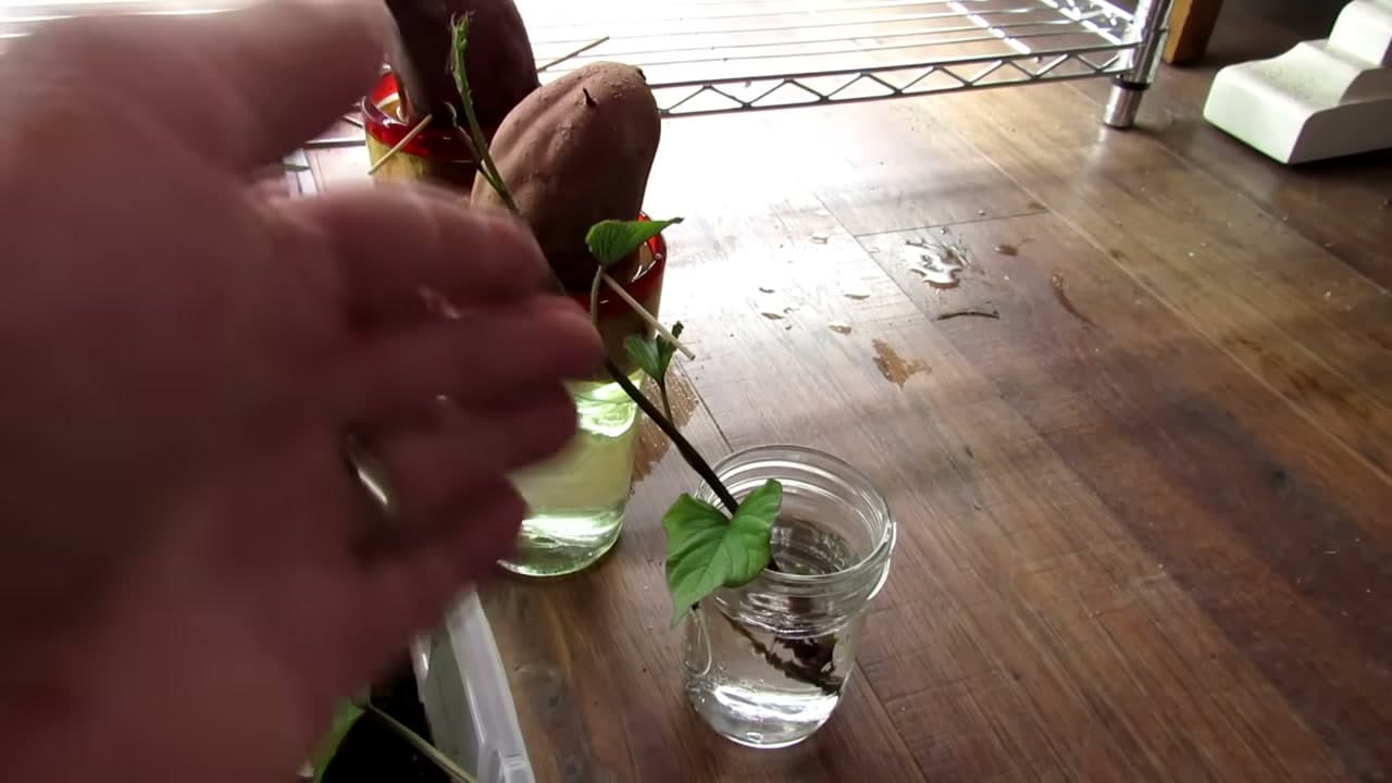 Step 6: Step 6: Root the Slips in Water
