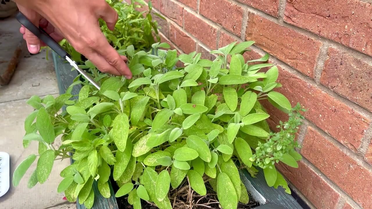 Step 2: Step 2: Cut the Sage From the Plant