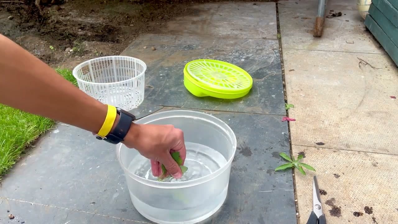 Step 3: Step 3: Wash the Leaves