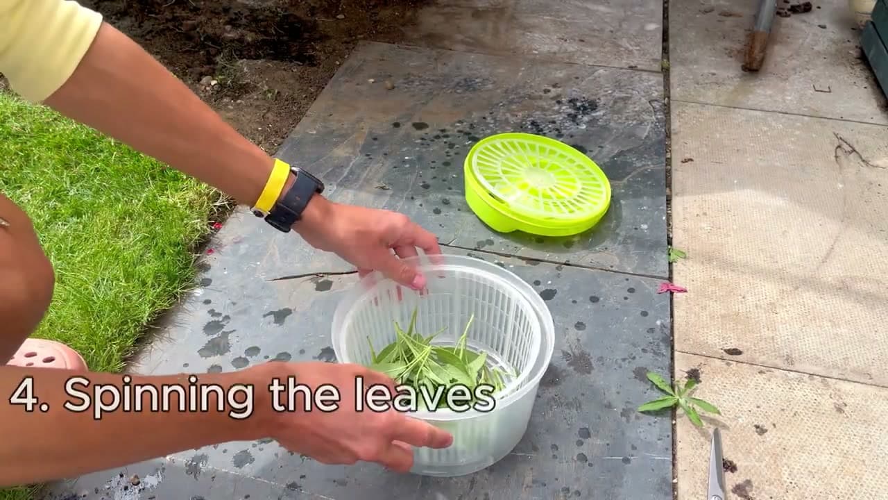 Step 4: Step 4: Spin or Pat the Leaves Dry