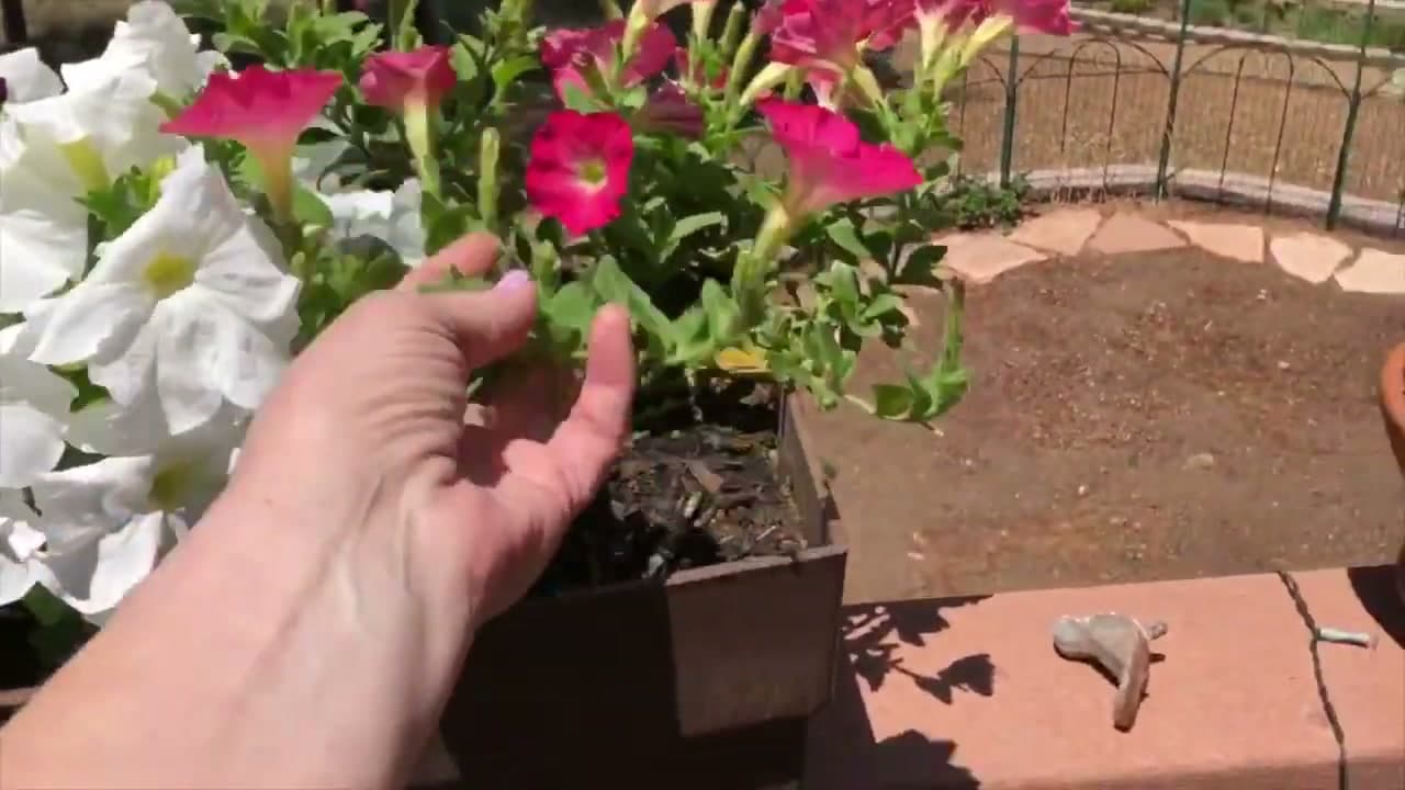 Step 1: Spot the Spent Flowers