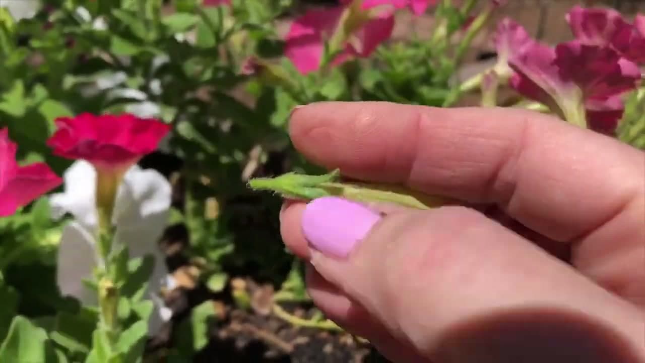 Step 2: Find the Seed Pod Behind the Bloom