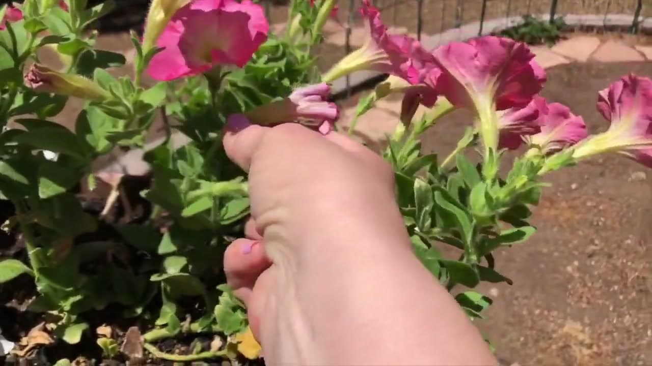Step 3: Pinch Below the Seed Pod