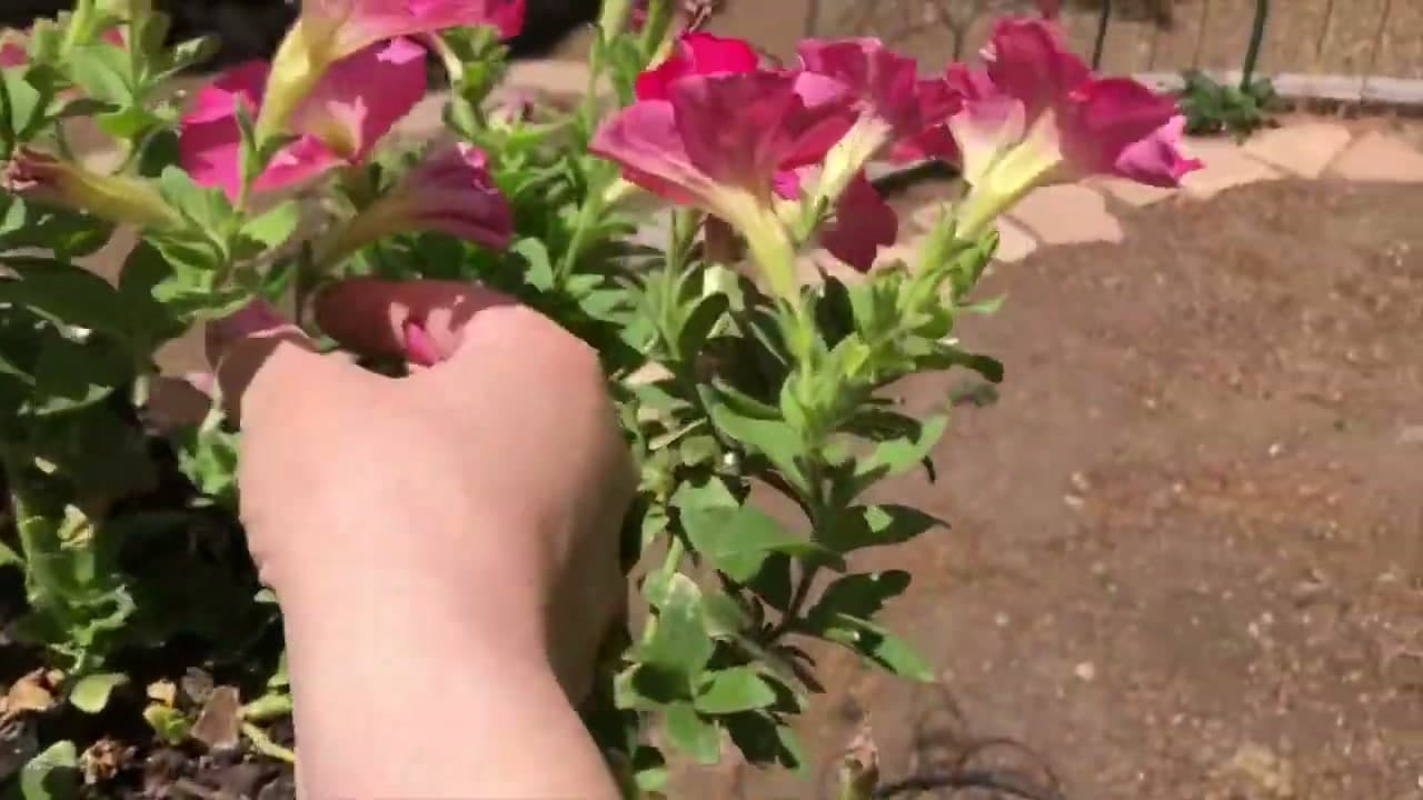 Step 6: Trim Back Any Leggy Stems
