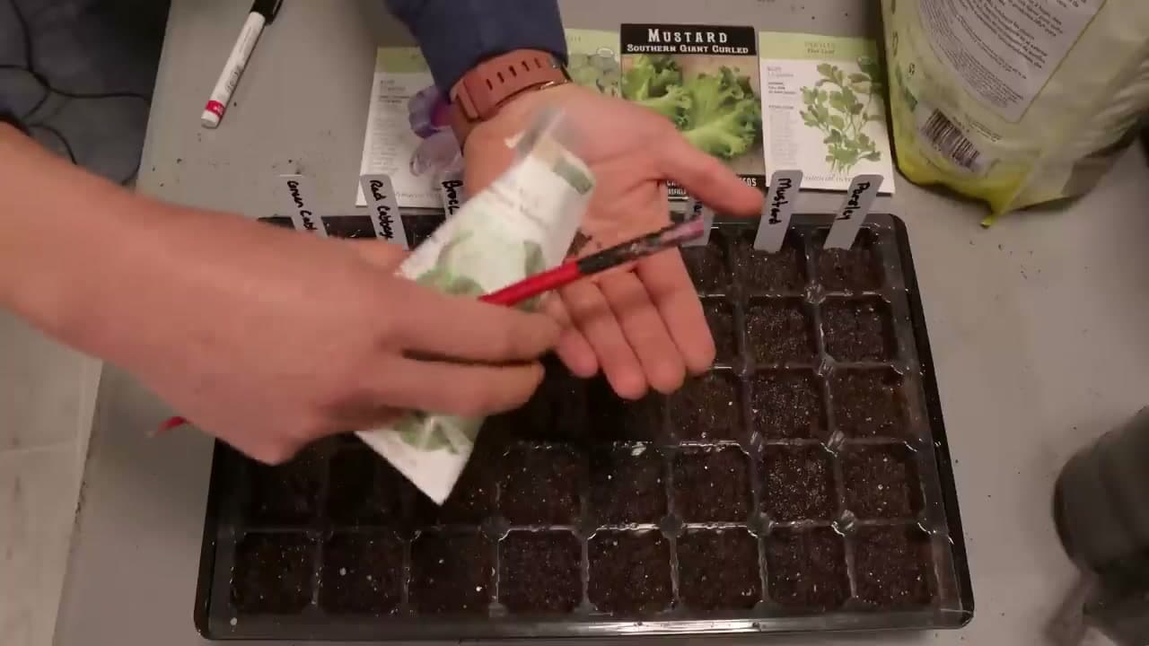 Step 6: Step 6: Sow Two Seeds Per Cell with a Chopstick