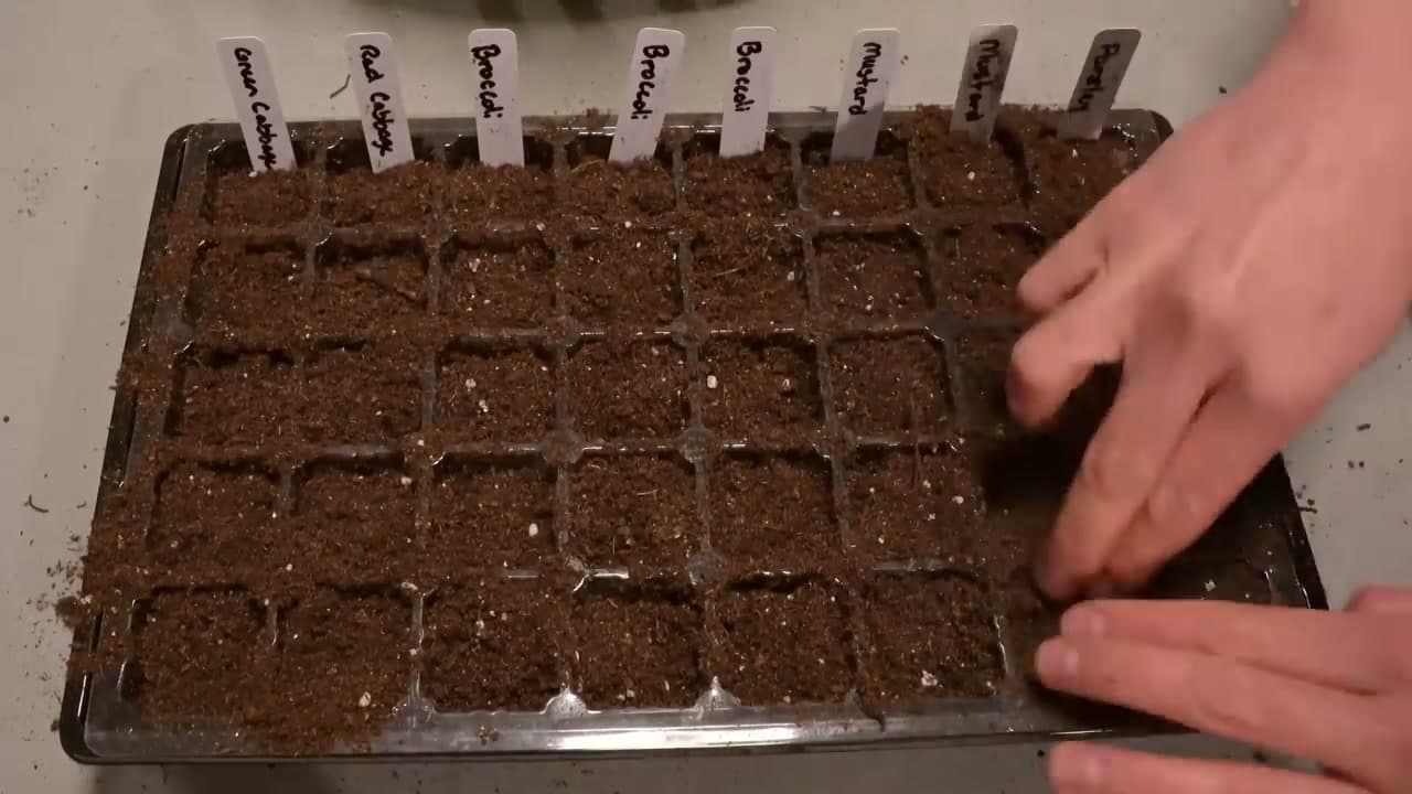 Step 7: Step 7: Cover the Seeds with About a Quarter Inch of Mix