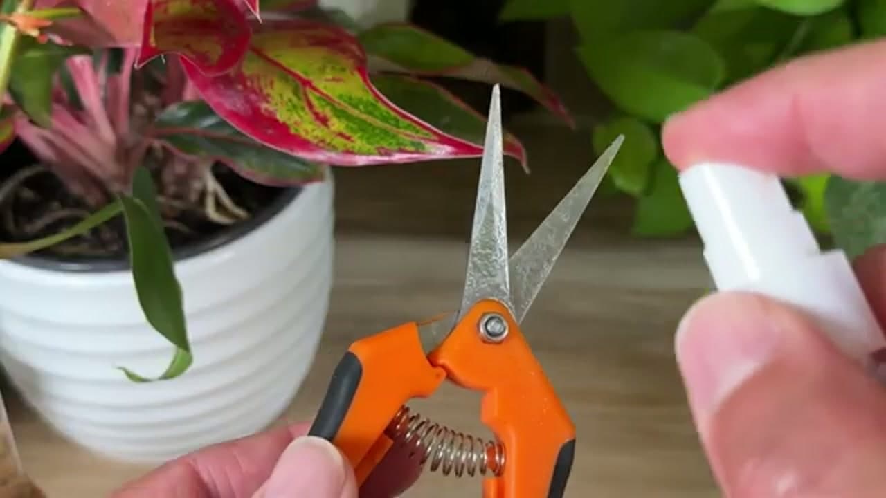 Step 1: Step 1: Sanitize Your Pruners