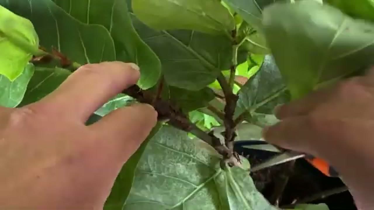 Step 2: Step 2: Find a Node on the Stem