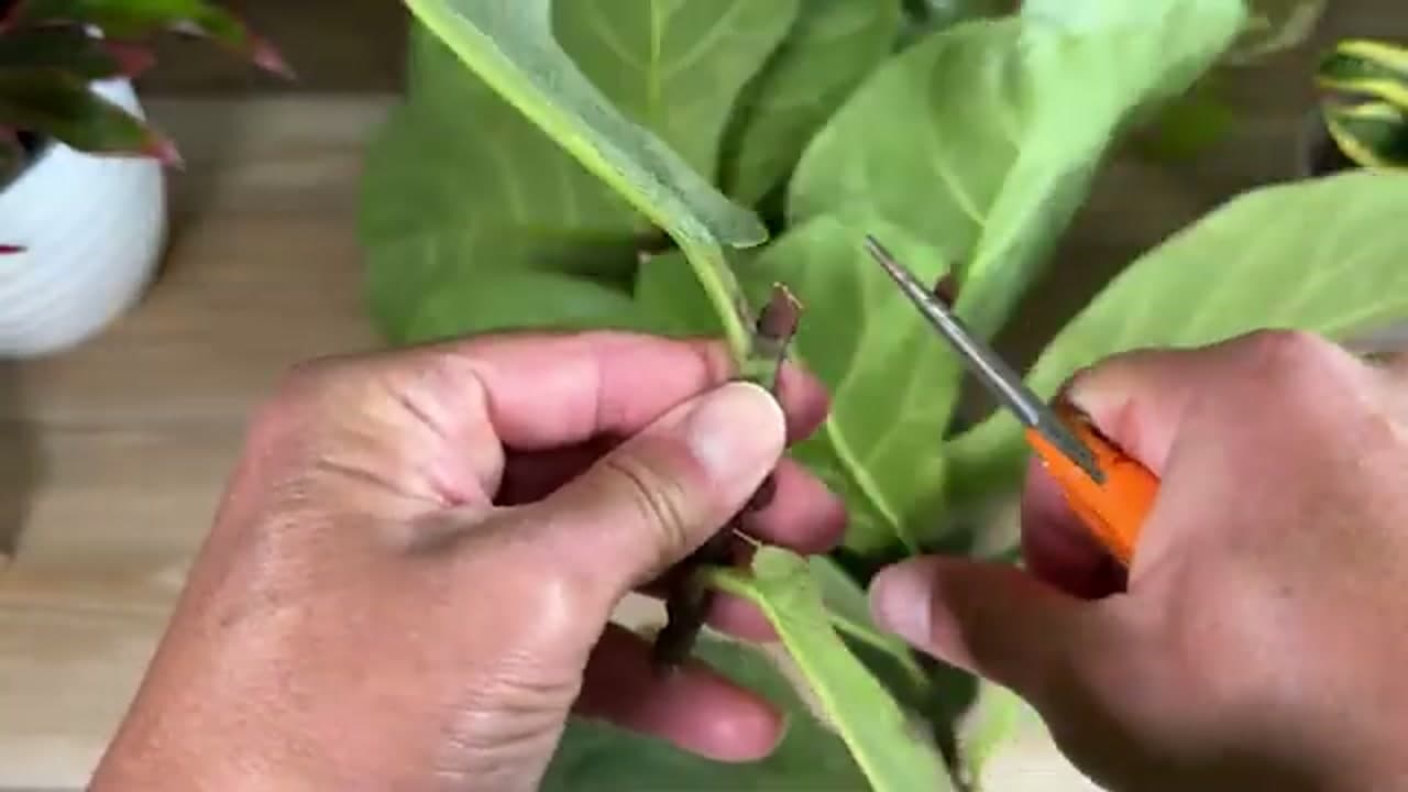 Step 3: Step 3: Cut Below the Node