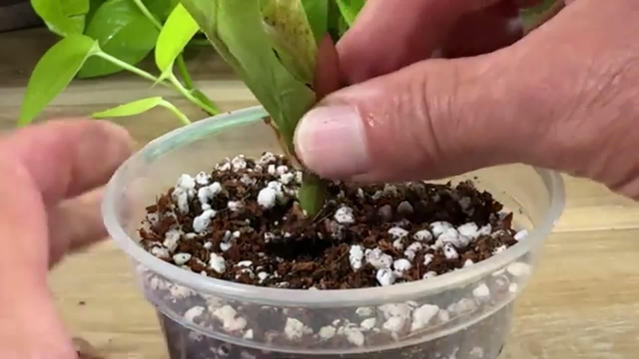Step 7: Step 7: Plant the Soil Cuttings