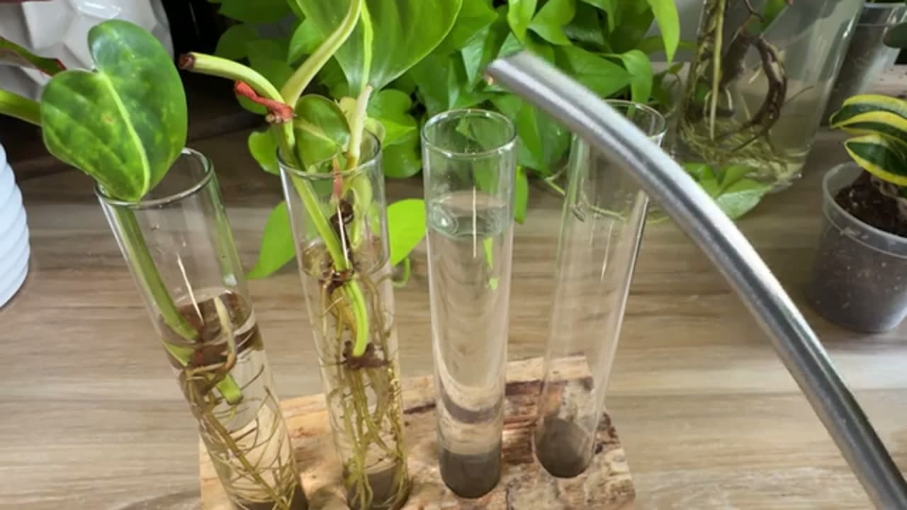 The finished result: How to Propagate a Fiddle Leaf Fig (Soil and Water)