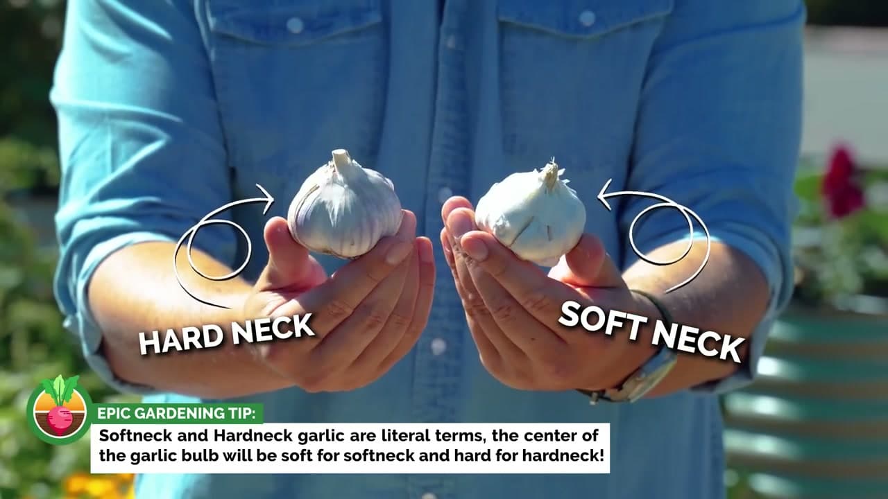 Step 1: Pick Hardneck or Softneck Garlic