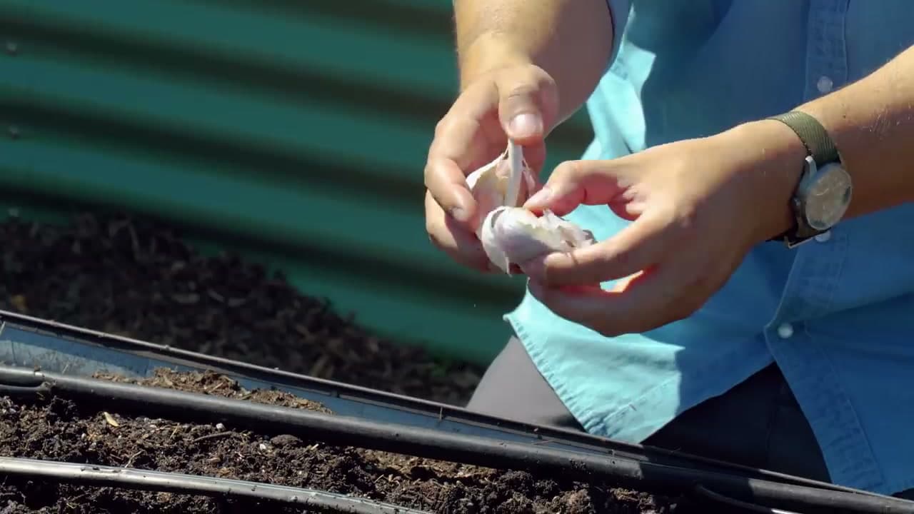 Step 6: Separate the Bulb into Individual Cloves