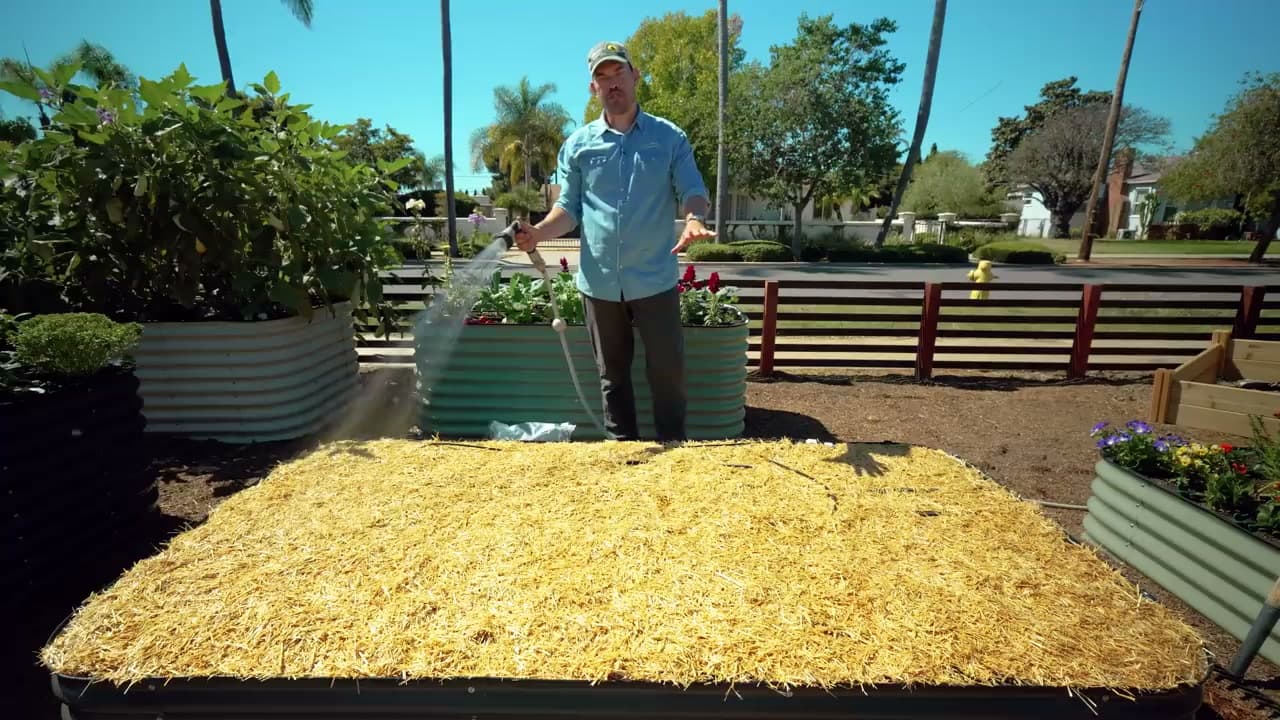 The finished result: How to Plant Garlic