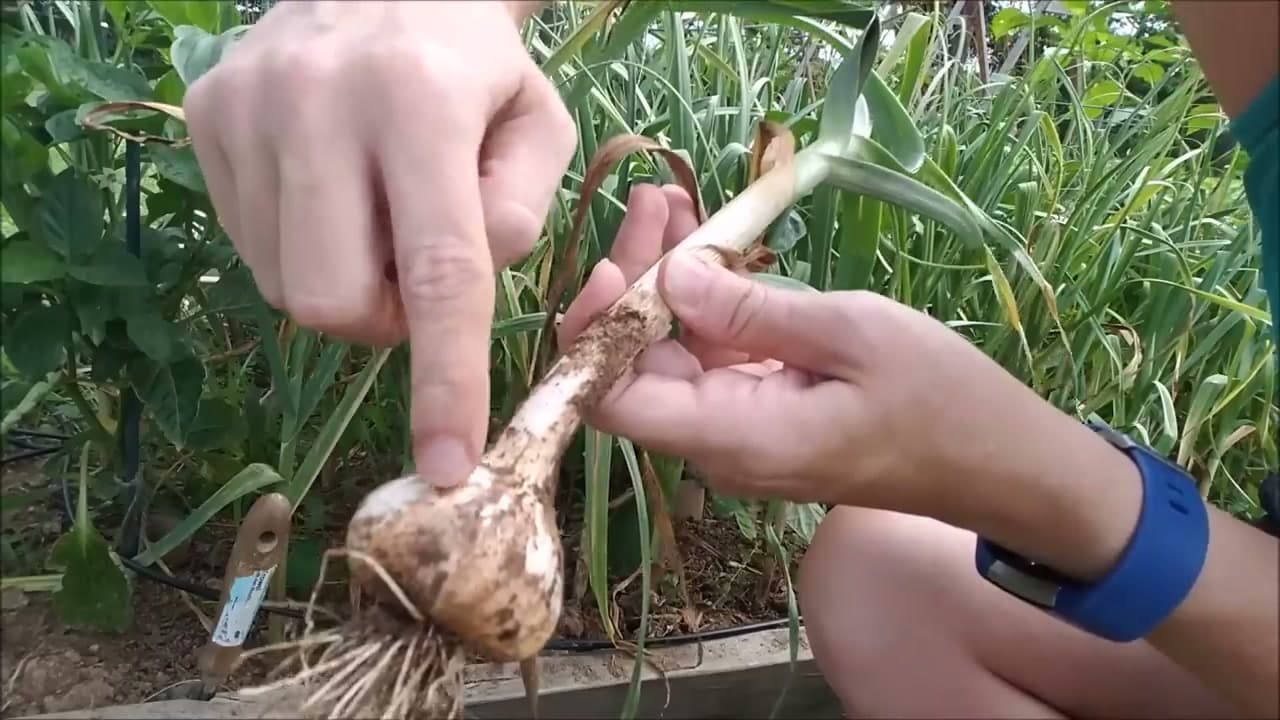 When to Harvest Garlic (5 Signs Your Crop Is Ready)