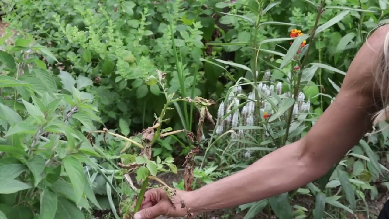 Step 2: Spot the In-Between Plants That Need More Time