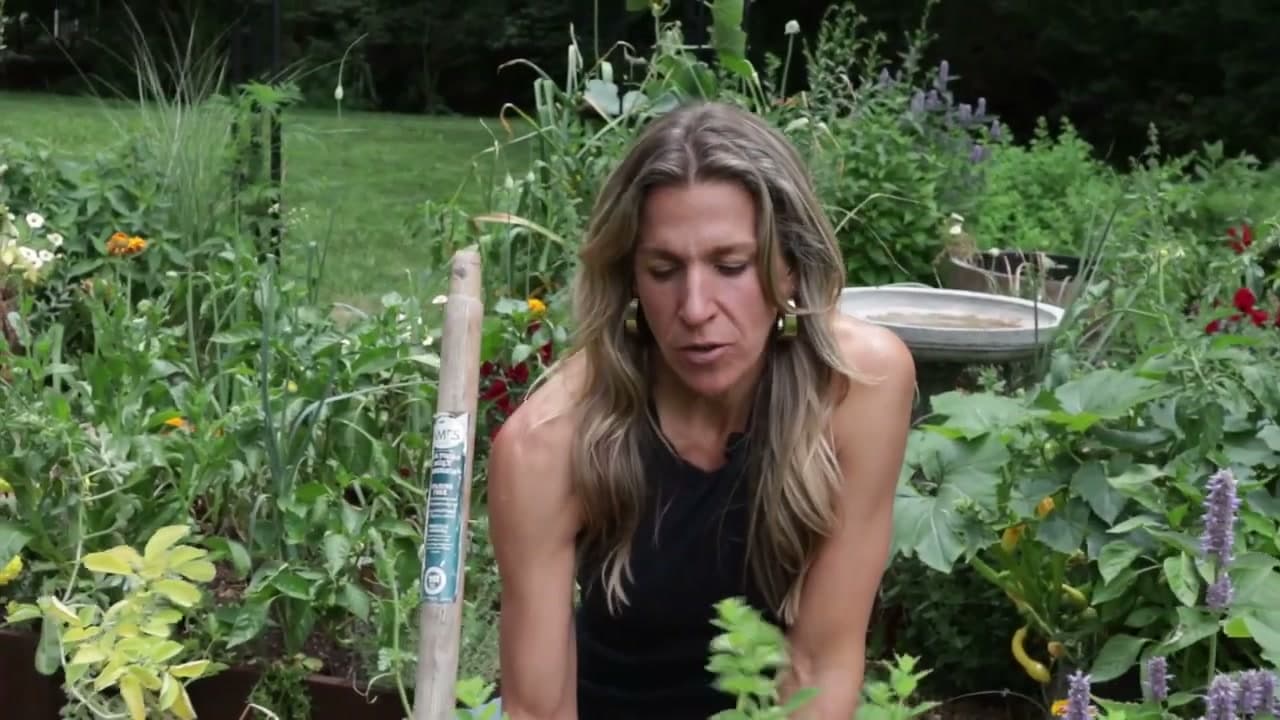 Step 4: Stop Watering 7 to 14 Days Before Harvest