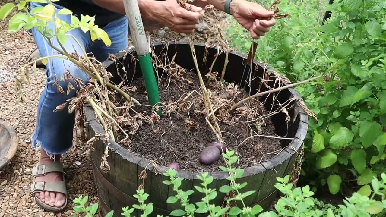 Step 5: Lift the Plants with a Garden Fork