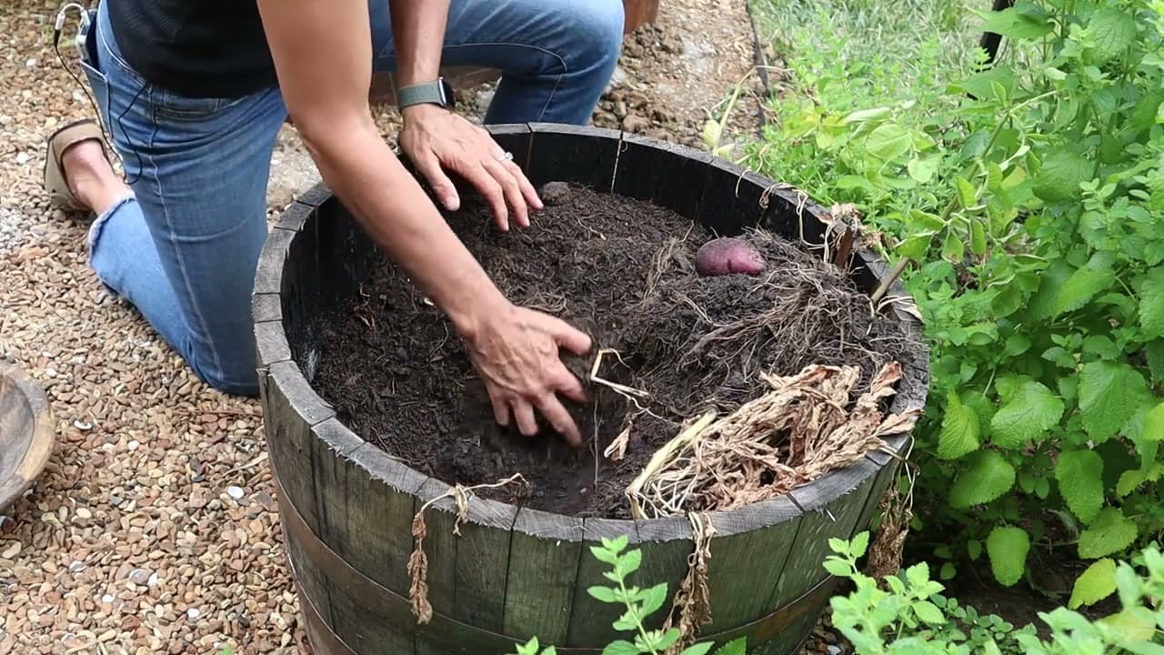 Step 6: Hand-Sweep the Soil for Stragglers